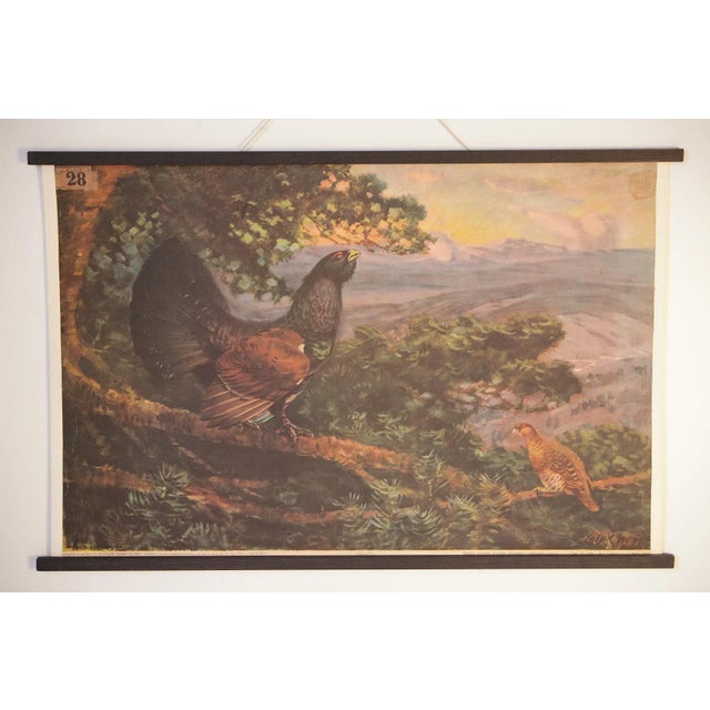 Vintage Grouse School Poster, 1938 For Sale - Image 10 of 10