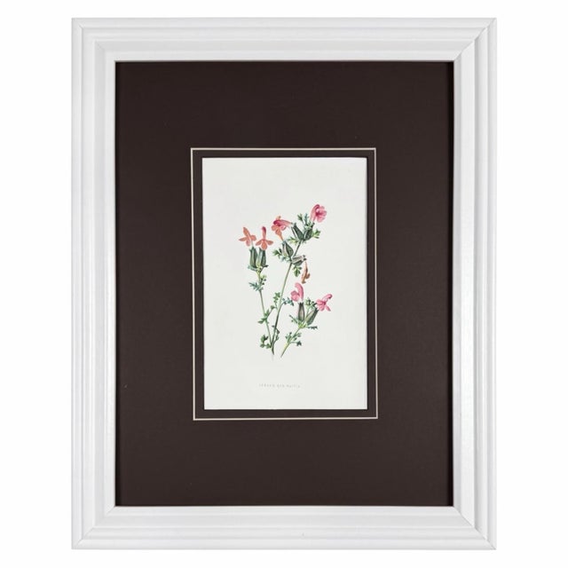 Glass Antique Botanical Print Gallery | Set of 8 F. Edward Hulme Chromolithographs, Framed For Sale - Image 7 of 12