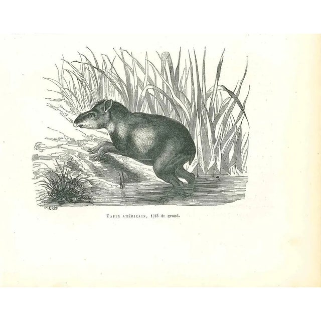 Tapir Américain is an original lithograph on ivory-colored paper, realized by Paul Gervais (1816-1879). The artwork is...