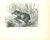 Tapir Américain is an original lithograph on ivory-colored paper, realized by Paul Gervais (1816-1879). The artwork is...