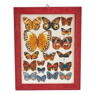 Butterfly Nature Chart, 1980s For Sale