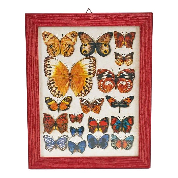 Butterfly Nature Chart, 1980s For Sale