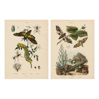 Duméril and Guérin, Sphinx Moth, 1835, Engraving, Set of 2 For Sale
