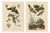 Duméril and Guérin, Sphinx Moth, 1835, Engraving, Set of 2 For Sale
