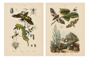Duméril and Guérin, Sphinx Moth, 1835, Engraving, Set of 2