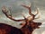 Wood 19th Century Oil Painting Winter Monarch of Glen Stag Deer Starlit Sky Highlands Loch Fyne For Sale - Image 7 of 12