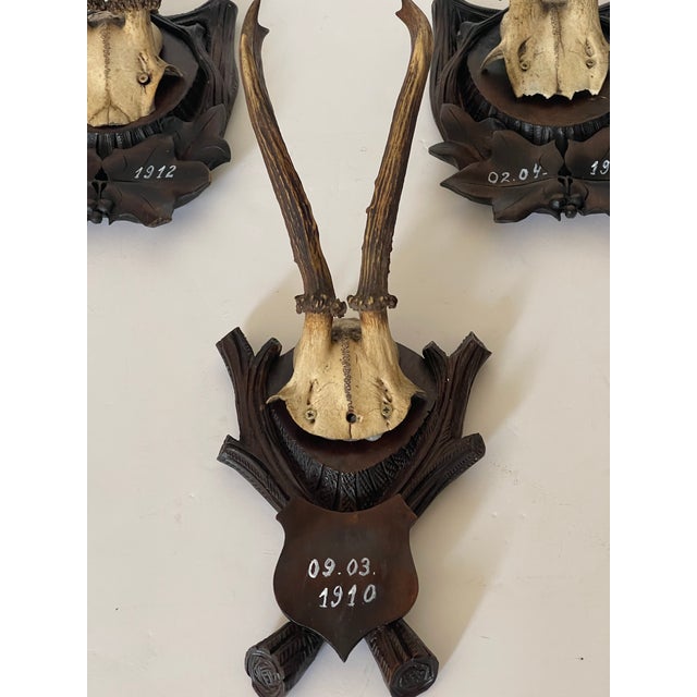 Rustic 3,Antique Black Forest Deer Antlers Trophies 1910 on Carved Mounts For Sale - Image 3 of 5