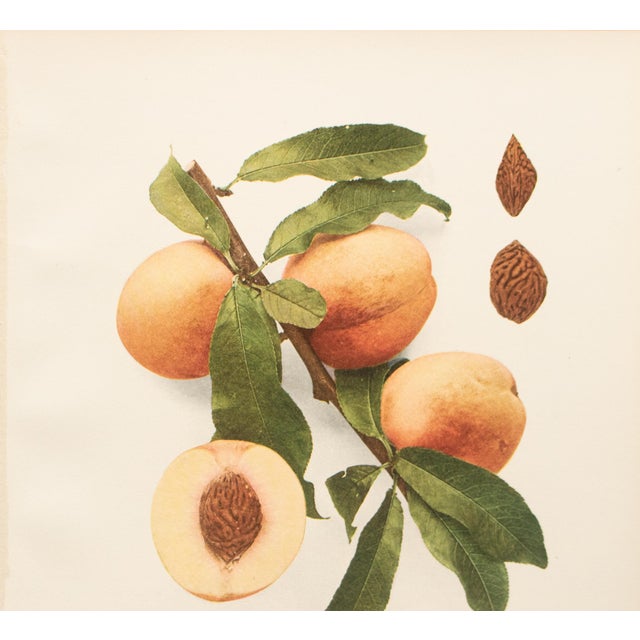 Farmhouse 1900s U. P. Hedrick, Original Antique Photogravure of Gold Drop Peaches For Sale - Image 3 of 7