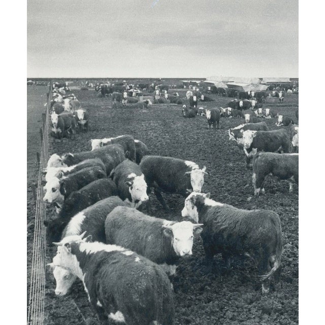 Silver Gelatin Print by Erich Andres, ca 1950. Andres was born 1905 in Germany and passed away 1992. He started his career...