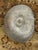 Metal Arte Italica Pewter Nautilus Vase For Sale - Image 7 of 12