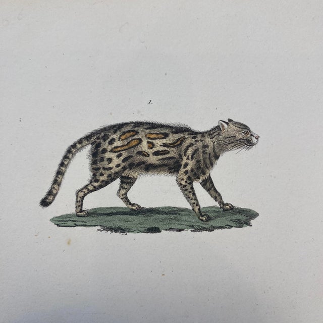 French French Antique 18th Century "Le Margay" Animal Engraving Hand Colored Signed Artwork For Sale - Image 3 of 8