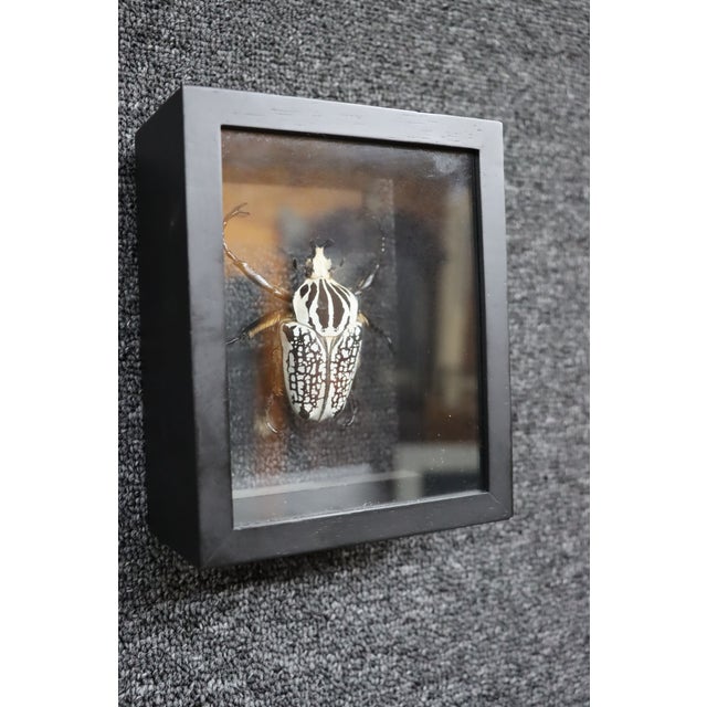 Glass Framed Eastern Goliath Beetle Specimen in Glass Shadow Box For Sale - Image 7 of 7