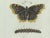 Bertuch, Peacock and Red Admiral Butterflies, 1800, Engraving For Sale - Image 3 of 10