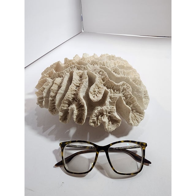 Large size with beautiful proportions. If you collect sea treasures this is for you!