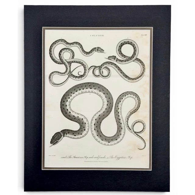 Wood 1802 Framed Antique Snake Engraving After Seba | Dark Academia Natural History Wall Art For Sale - Image 7 of 7
