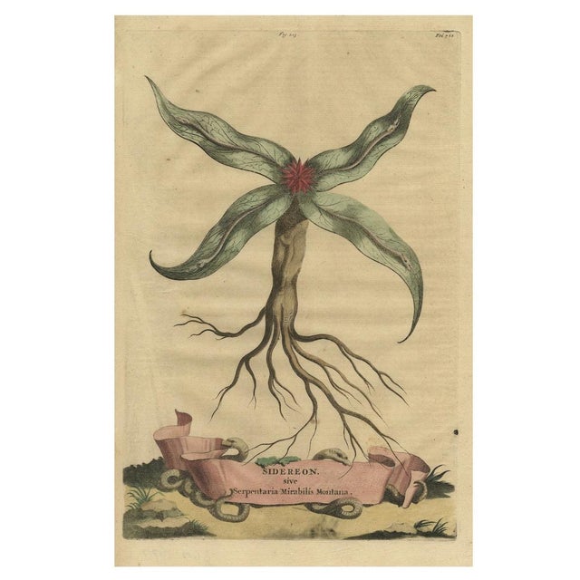 Arrowhead from Muntings, 1696, Paper For Sale - Image 3 of 5