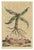 Arrowhead from Muntings, 1696, Paper For Sale - Image 3 of 5