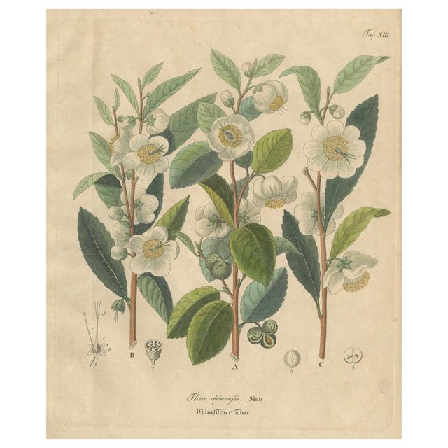Thea Chinensis, 1800s, Paper For Sale - Image 10 of 10