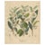 Thea Chinensis, 1800s, Paper For Sale - Image 10 of 10