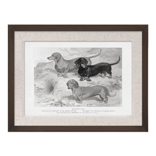 Cassell Dogs; Dachshunds, Framed Artwork For Sale