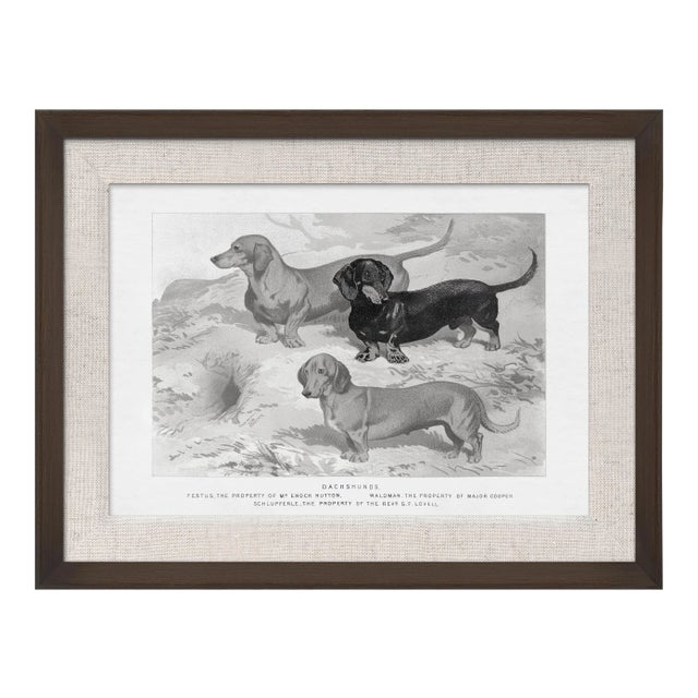 Cassell Dogs; Dachshunds, Framed Artwork For Sale