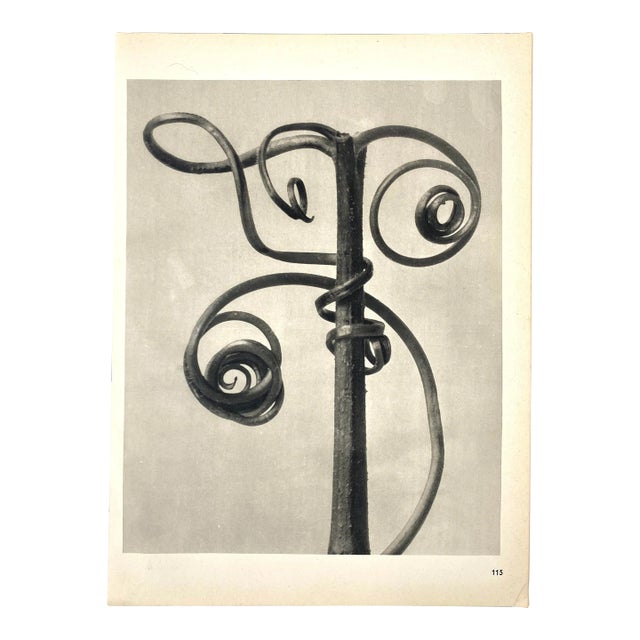 1940s Botanical Blossfeldt Print - No. 115 For Sale