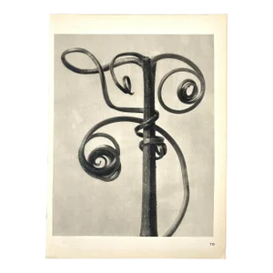 1940s Botanical Blossfeldt Print - No. 115