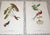 Printmaking Materials Vintage Mid 20th C. Imperial Folio American Tropical Bird Lithographs - Set of 12 (11.25” X 17.25”) For Sale - Image 7 of 12