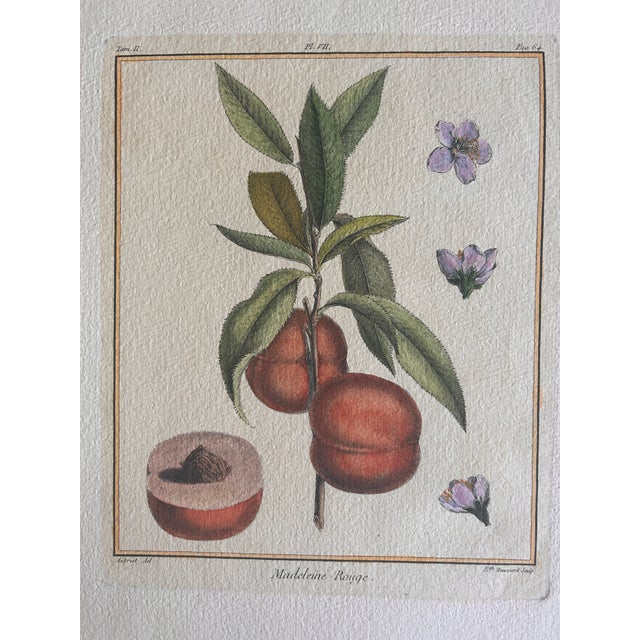 A beautiful set of six antique French botanical engravings depicting fruit and flowering plant varieties, printed on heavy...