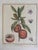 A beautiful set of six antique French botanical engravings depicting fruit and flowering plant varieties, printed on heavy...