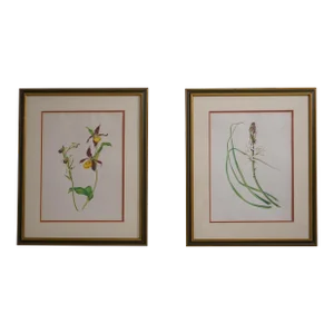 Pair Vintage Framed & Matted Botanical Prints
