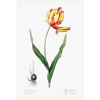 Didier's Tulip by Redouté, Vintage Botanical Art Print, 20" X 30" For Sale
