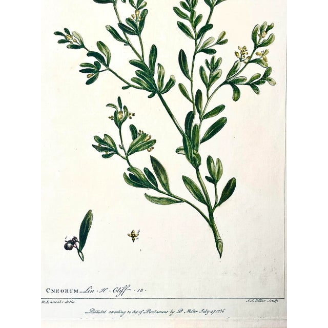 Antique Botanical Print of Cenorum by Phillip Miller London 1756 For Sale In New York - Image 6 of 7