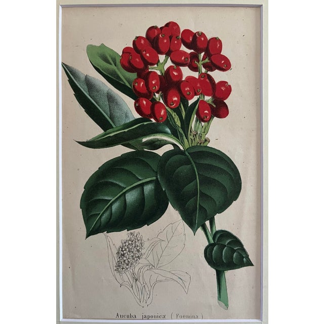 Illustration Antique Botanical Print Japanese Laurel c.1860 For Sale - Image 3 of 5