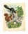 Antique '3 Squirrels' Archival Print For Sale