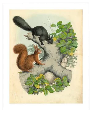 Antique '3 Squirrels' Archival Print
