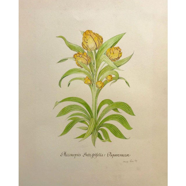 Stanley Reece, Yellow Lampshade Poppy Flower, 20th Century, Watercolour Painting For Sale - Image 3 of 3