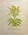 Stanley Reece, Yellow Lampshade Poppy Flower, 20th Century, Watercolour Painting For Sale - Image 3 of 3