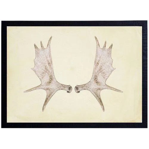 Horizontal Antlers - 23" X 17" For Sale