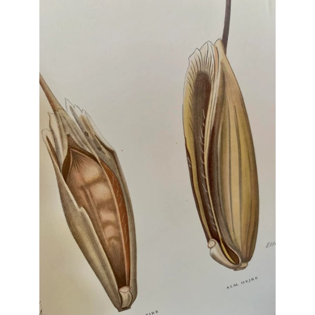 Vintage Botanical Danish Seed Catalog Lithograph Poster No. 2, New Old Stock For Sale - Image 4 of 12