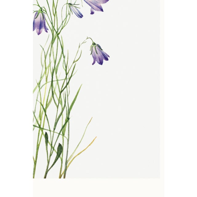 Harebell, Vintage Botanical Art Print Reproduction by Mary Vaux Walcott, 40" X 60" For Sale - Image 11 of 11