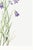 Harebell, Vintage Botanical Art Print Reproduction by Mary Vaux Walcott, 40" X 60" For Sale - Image 11 of 11