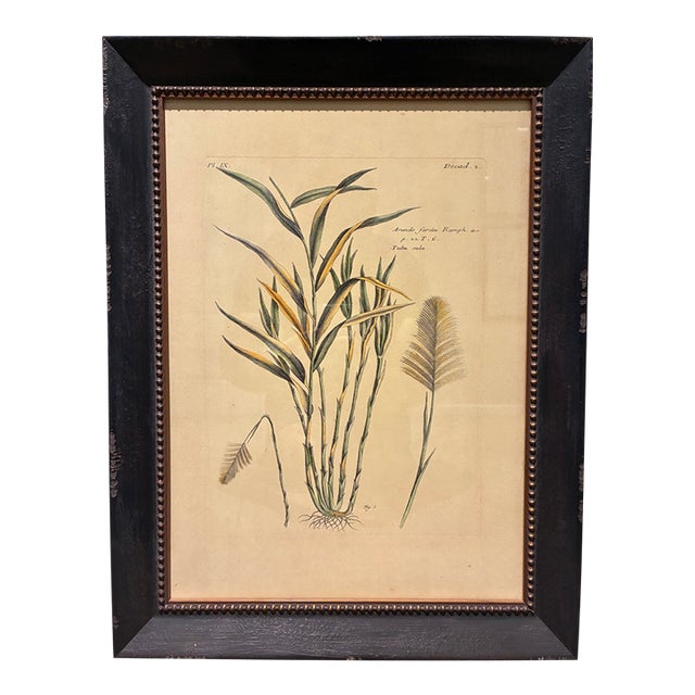 Vintage French Arundo Farcla Botanical Print in Distressed Black & Gold Frame For Sale
