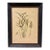 Vintage French Arundo Farcla Botanical Print in Distressed Black & Gold Frame For Sale
