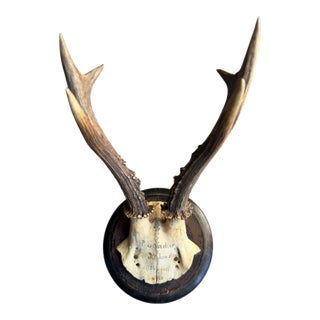 Roe Deer Trophy 75 Black Forestt Antlers Mount Circa 1903 For Sale