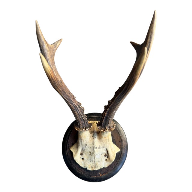 Roe Deer Trophy 75 Black Forestt Antlers Mount Circa 1903 For Sale