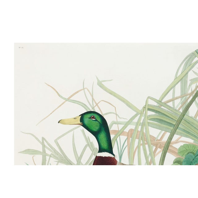 Black Mallard Duck, Vintage Art Print Reproduction From Birds of America by John James Audubon, 36" X 24" For Sale - Image 8 of 11