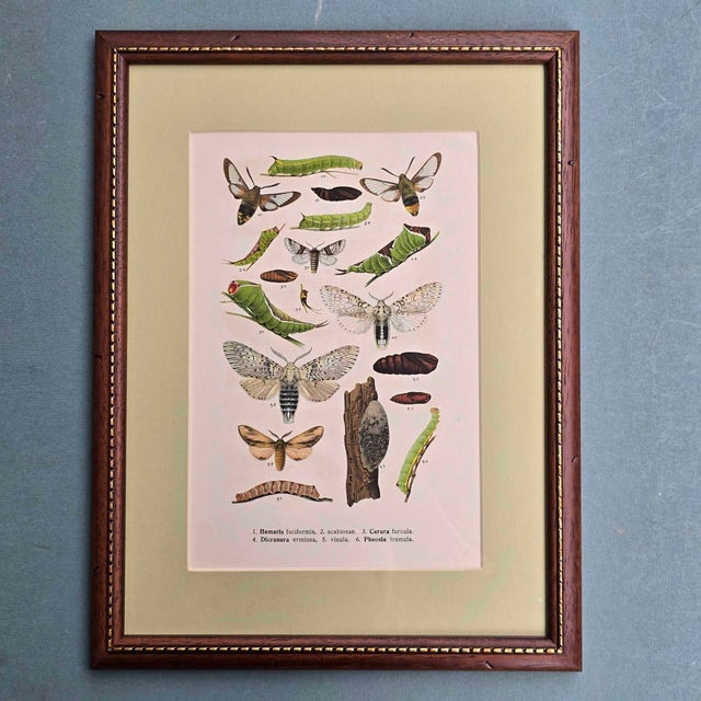 Karl Eckstein, Lepidoptera, 1915, Lithographs, Framed, Set of 3 For Sale - Image 11 of 18