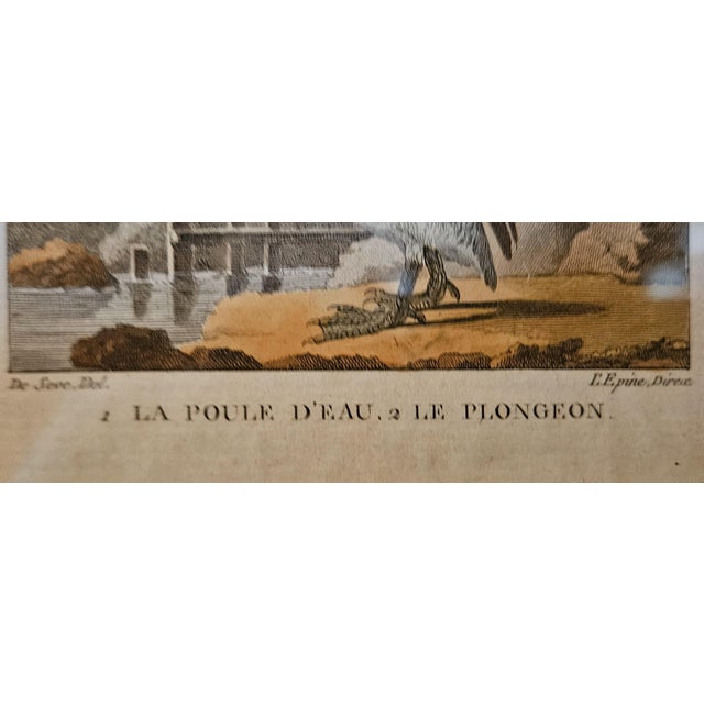 Late 19th Century Antique French Bird Prints For Sale In Charlotte - Image 6 of 11