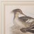 Pair of Antique Duck Pictures, Framed Wildlife Art Prints, Lithograph, Victorian For Sale - Image 6 of 12